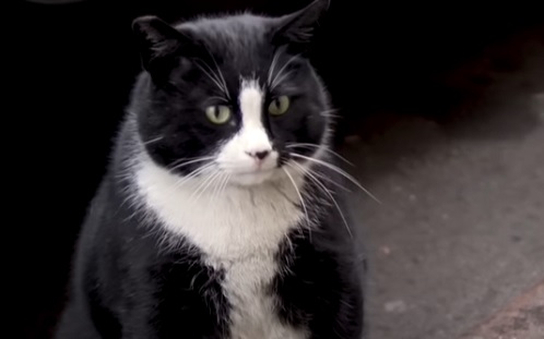 Turisztikai attrakció lett egy fekete-fehér lengyel macska