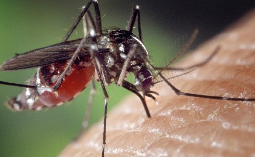 Dengue-lázat iktatott ki a mesterséges intelligencia